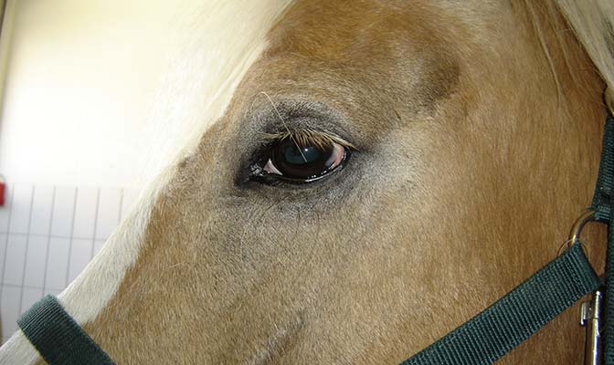 Pferdeklinik Jühnde - Auge Haflinger