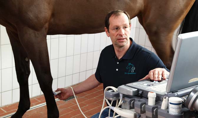 Pferdeklinik Jühnde - Untersuchung am Bein